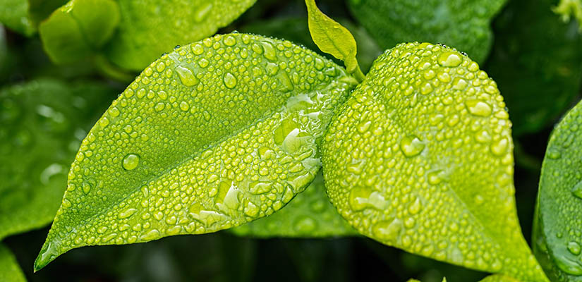 Bild på gröna daggfuktiga blad, närbild.